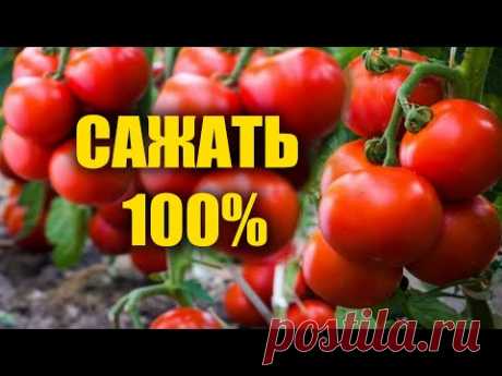 с 3 семян 5 тонн томатов, сажайте этот сорт помидор, не надо подкармливать и ухаживать! Растёт сам!