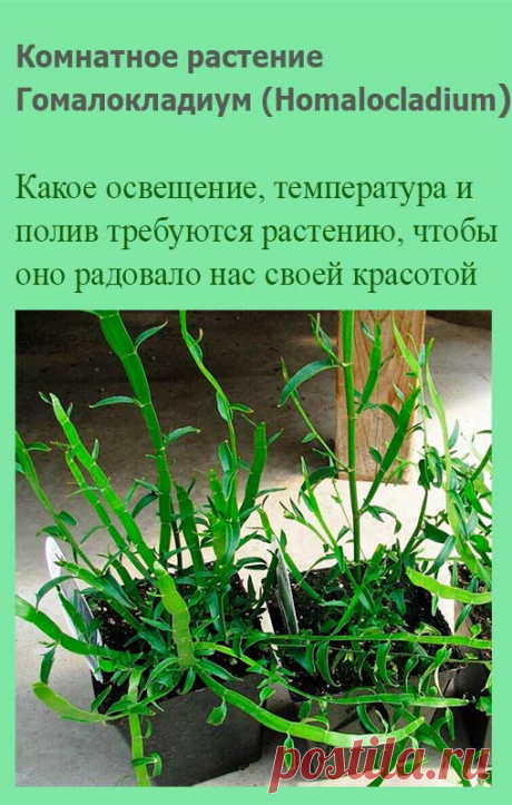 Комнатное растение Гомалокладиум (Homalocladium). Если вы захотите удивить знакомых необычным растением, попробуйте найти гомалокладиум. Его название указывает на зеленые игловидные веточки, играющие роль листьев - так называемые кладодии. Видовое наименование (H.platycladum) намекает еще и на плоские стебли (греч. platys - "плоский", "широкий").