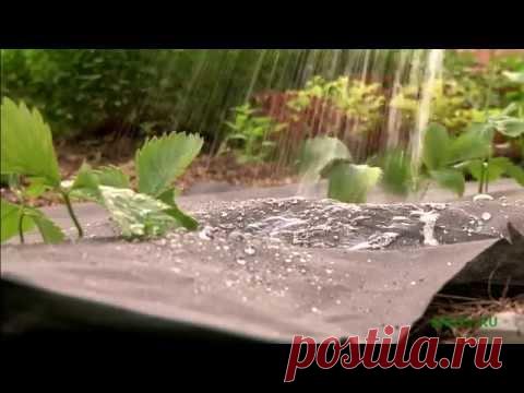 Как выращивать клубнику | Огород и сад