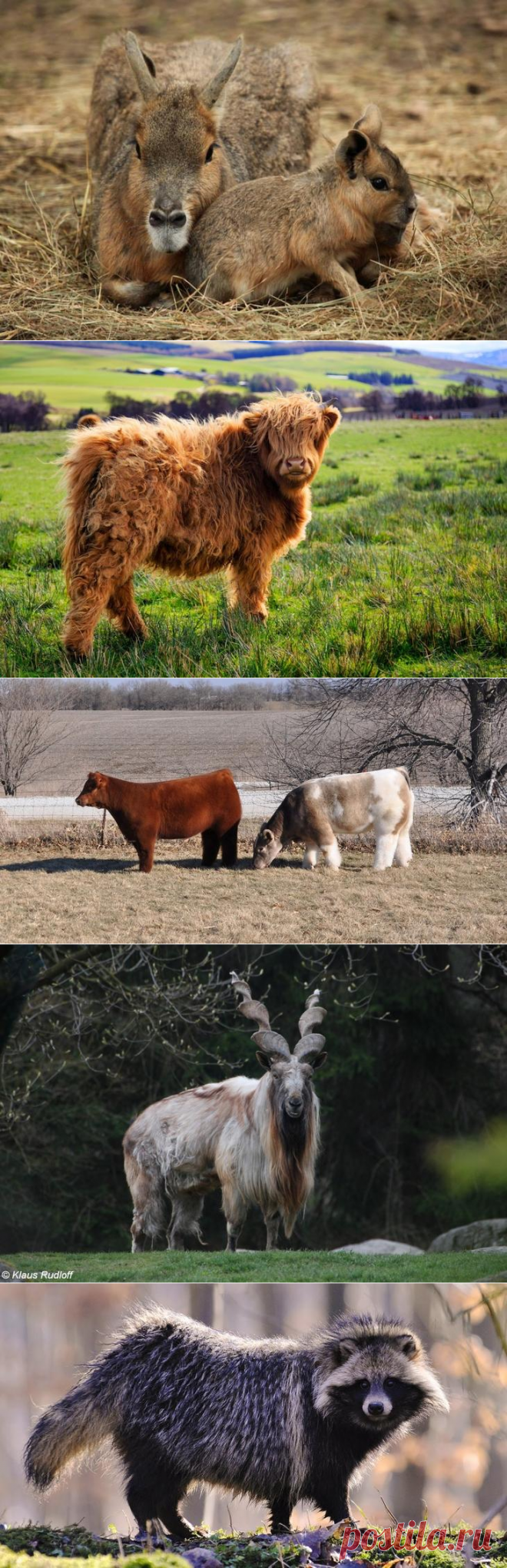 10 уникальных животных, которых фотошопила сама природа