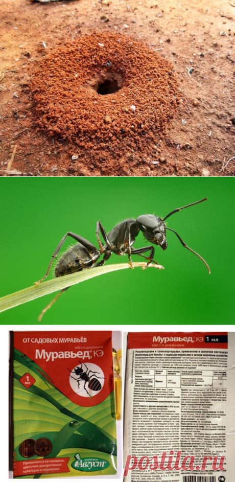 Муравьи: эффективные методы борьбы с муравьями