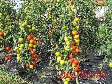 Бражка для урожая помидоров