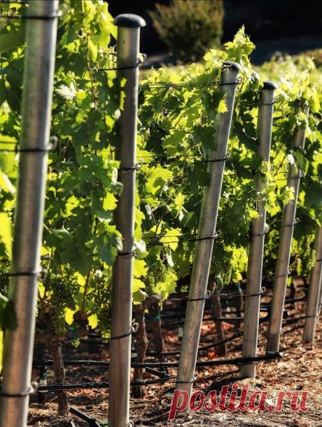 Руководство по созданию шпалеры для винограда своими руками