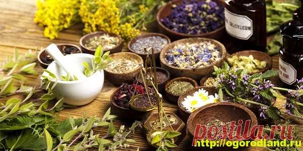 Травы. Лекарственные свойства трав