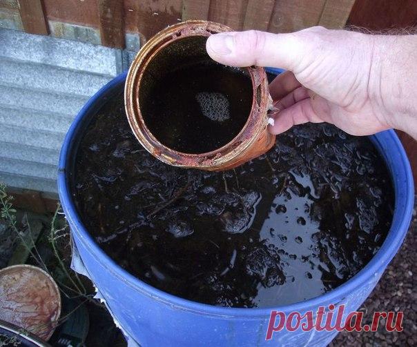 Рецепт удобрения, пользуюсь уже года четыре. - описание, размножение, уход, посадка, фото, применение в саду, сорта и виды Много лет назад в моде были японские бактерии, у нас это»Байкал», «Сияние» и прочие дела. Но они у нас все время кочевали из магазина в магазин. Я плюнула на это дело и сделала «Байкал» своими руками. ? Нужно: ведро навоза или помета ведро листового перегноя из леса ведро древесной золы 3-х литровая банка браги (100 …