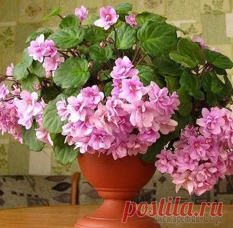 Сенполия (Saintpaulia)