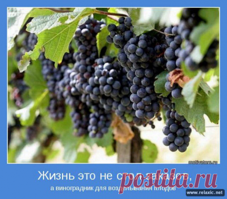 Позитивные мотиваторы (115 штук) | Релаксик