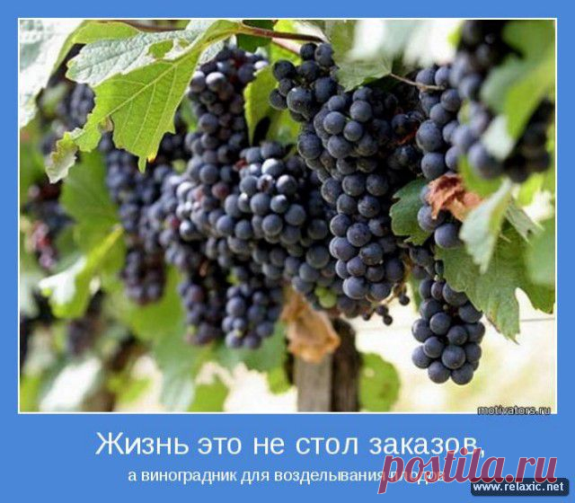Позитивные мотиваторы (115 штук) | Релаксик