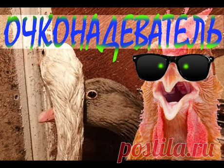 Очки от расклева для кур. Как ими пользоваться.
