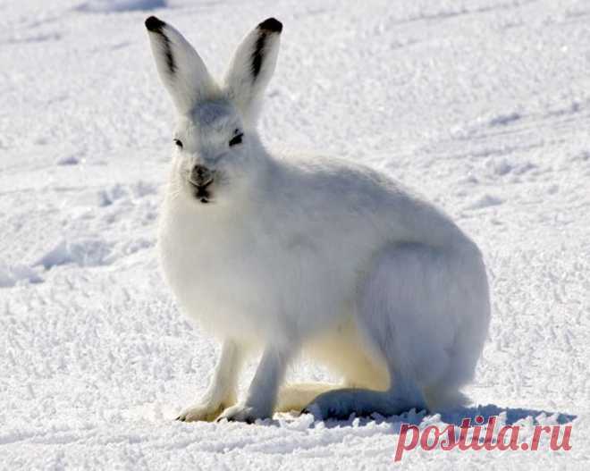 9 фактов о животных, которые могут удивить даже зоологов