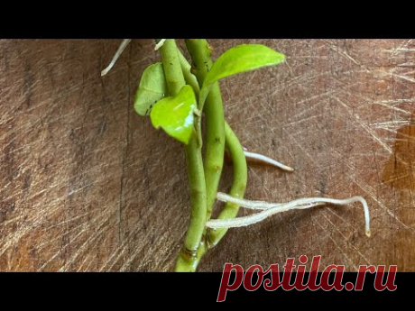 Черенки, корешки и мой сад!