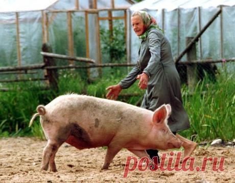 Выбор поросенка: приметы и суеверия от моей бабушки | Мало Село | Яндекс Дзен
