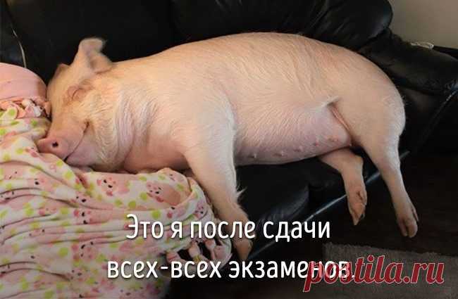 20 животных, которые ведут себя совсем как я / Питомцы
