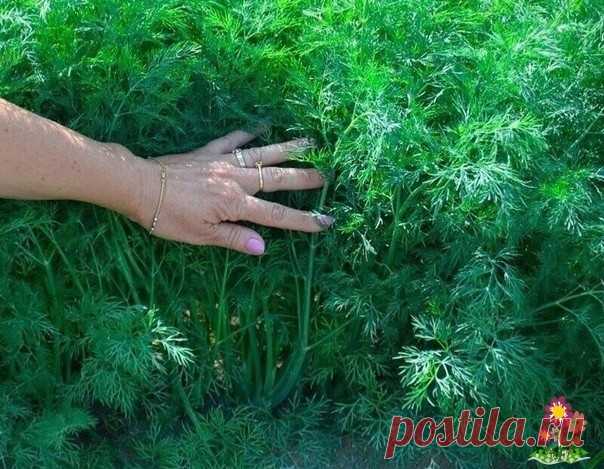 OБЯЗАТЕЛЬНАЯ ПОДКОРМКА УКPOПА, ЧТОБЫ POC ПЫШНЫМ И АРОМАТНЫМ