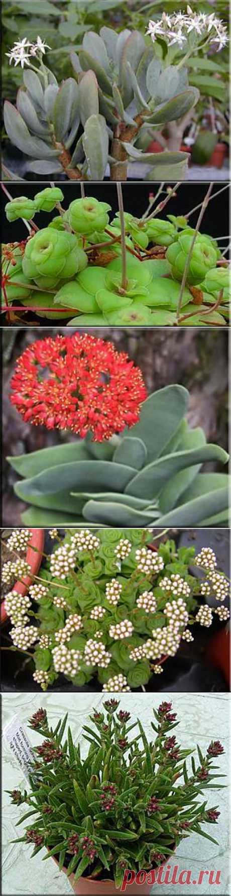 Крассула (Денежное дерево), (Crassula). Описание, виды и уход за крассулой | Флористика на &quot;Добро ЕСТЬ!&quot;