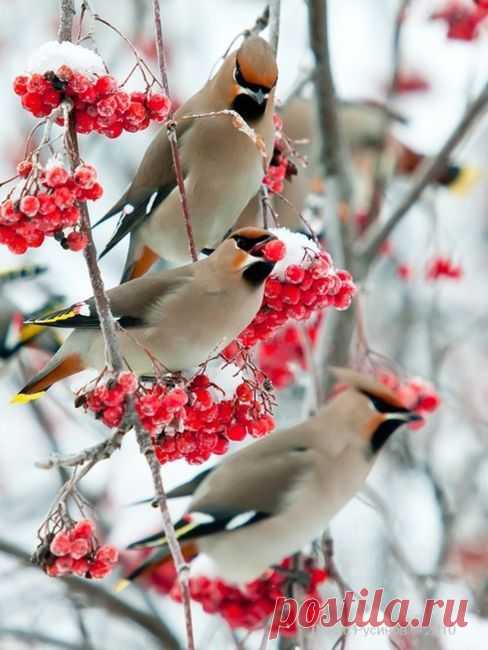 Waxwings!` Expression Photography - Expression Venusia