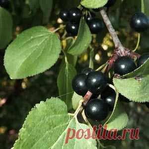 Жостер слабительный поможет многим  |  Рецепт здоровья