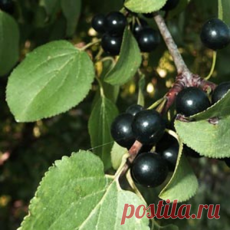 Жостер слабительный поможет многим  |  Рецепт здоровья