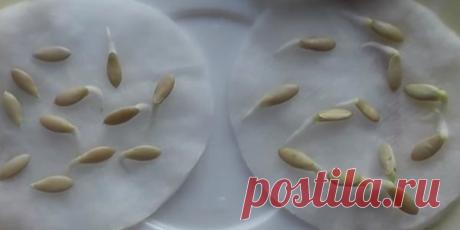 Когда сажать огурцы на рассаду в 2019 году по лунному календарю?