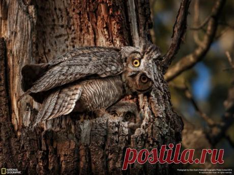 Некоторые считают, что становишься сильнее, если твердо держишься за что-то. Но иногда для обретения силы это что-то лучше отпустить.
Что вылупился? Один я тут, слышишь, один!