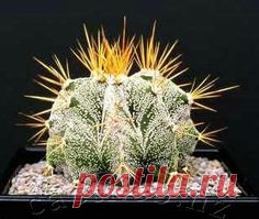 Astrophytum ornatum
