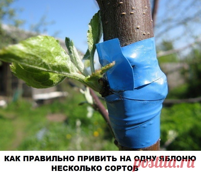 (1) Одноклассники