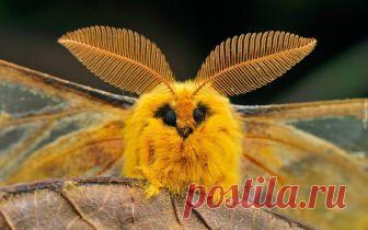 Мотылек шелкопряда