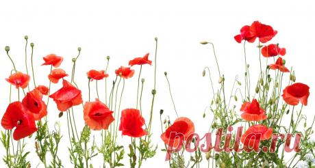 Цветы - каталог печати