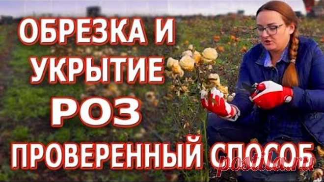 Как обрезать розы на зиму и укрывать. Проверенный способ обрезки роз.