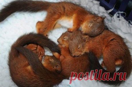 Очаровательные «подушки» / Питомцы