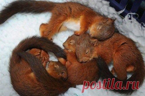 Очаровательные «подушки» / Питомцы