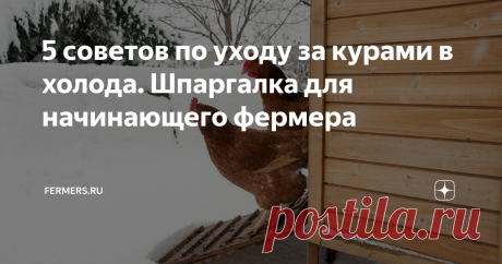 5 советов по уходу за курами в холода. Шпаргалка для начинающего фермера Учимся правильно ухаживать за птицей