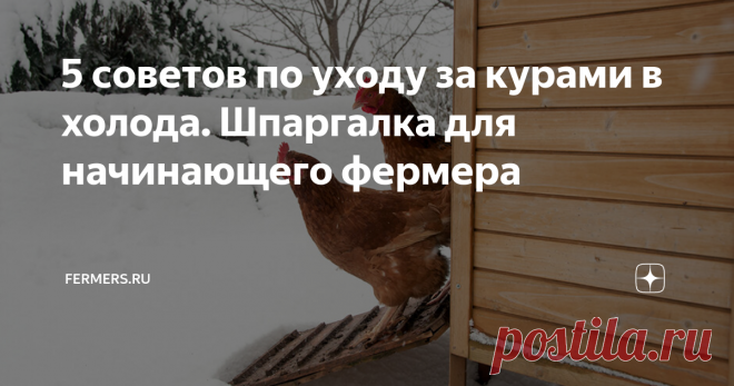5 советов по уходу за курами в холода. Шпаргалка для начинающего фермера Учимся правильно ухаживать за птицей