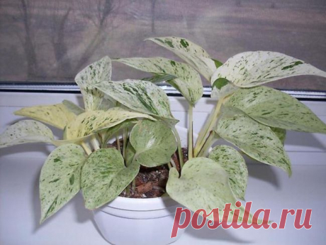 Сциндапсус, или тропическая декоративная лиана, в домашнем цветоводстве