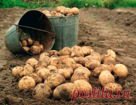 40 клубней картофеля с куста!

Свою технологию выращивания условно называю «белорусско-голландской». По вспаханному полю делаю лунки общеизвестным квадратно-гнездовым способом: каждую на расстоянии 1 м от соседней. Дальше частично использую методику голландцев. Почему частично? Согласно иностранным рекомендациям, посевной материал следует вымыть в растворе марганцовки.
Показать полностью…