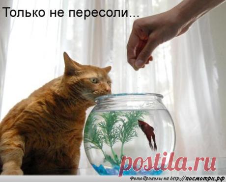 Без кота и жизнь не та... | Кому за пятьдесят