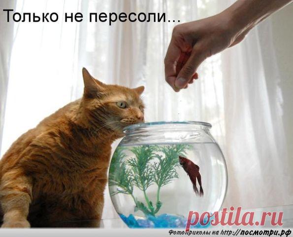 Без кота и жизнь не та... | Кому за пятьдесят