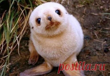 На эту подборку невероятно милых детенышей животных невозможно смотреть без улыбки