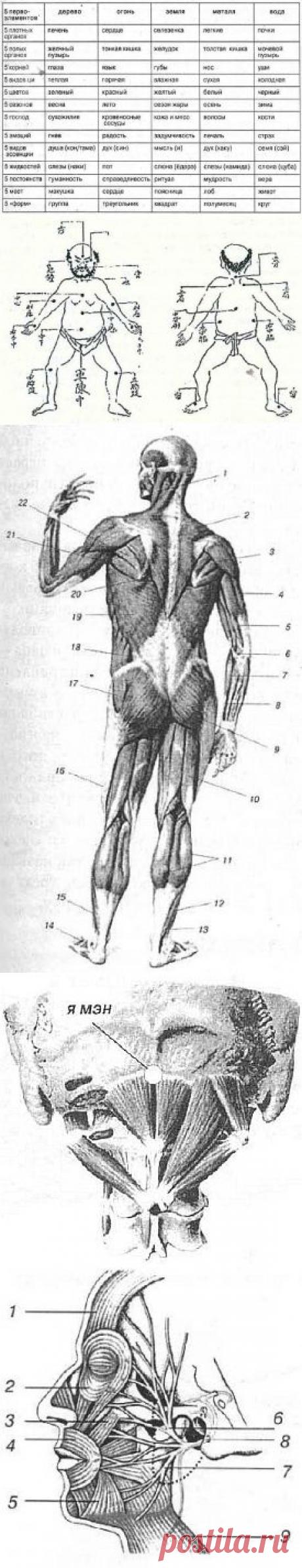 Анатомия жизни и смерти. Жизненно важные точки на теле человека