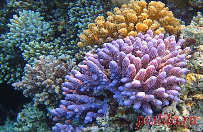 korally_korallovij_rif_кораллы_Красного_моря_коралловый_риф_Krasnogo_morya_Египет_Egipet_Egypt_Red_Sea.jpg (960×625)