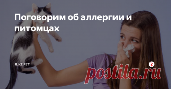 Поговорим об аллергии и питомцах Сегодня аллергия – явление, к сожалению, достаточно частое. Однако любовь к животным и желание обзавестись собственным домашним любимцем у это не отменяет, и тогда люди, несмотря на ограничения, пытаются найти того четвероного друга, с которым бы могли жить в одной квартире без насморка, зуда и отеков. И многие заводчики и продавцы с удовольствием рассказывают о тех, на кого аллергии точно не буде