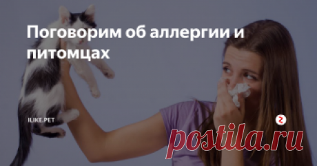 Поговорим об аллергии и питомцах Сегодня аллергия – явление, к сожалению, достаточно частое. Однако любовь к животным и желание обзавестись собственным домашним любимцем у это не отменяет, и тогда люди, несмотря на ограничения, пытаются найти того четвероного друга, с которым бы могли жить в одной квартире без насморка, зуда и отеков. И многие заводчики и продавцы с удовольствием рассказывают о тех, на кого аллергии точно не буде