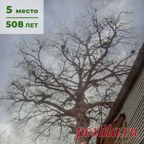 Где находятся самые старые деревья России и сколько им лет?