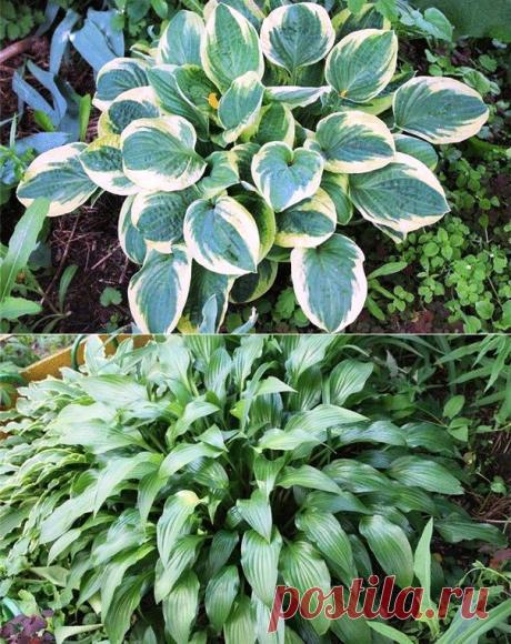 Хоста - "королева тени"