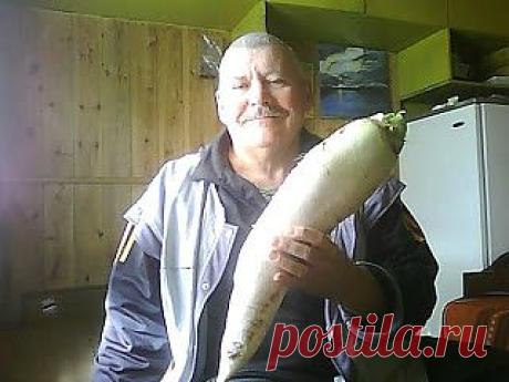 Вкусный Огород: Дайкон, июль - сентябрь, фото

Дайкон – замечательная огородная культура. Я, как правило, высеваю дайкон для зимнего употребления во второй половине лета на грядке, где росла клубника.