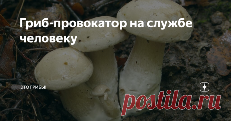 Гриб-провокатор на службе человеку Подвишень, белянка... Почему люди радуются этому скромному грибу?
