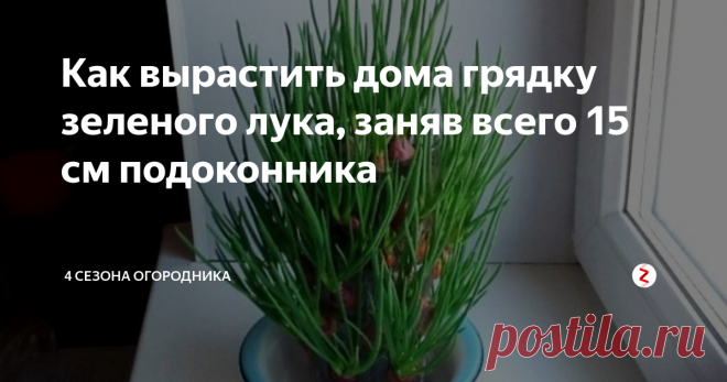 Как вырастить дома грядку зеленого лука, заняв всего 15 см подоконника Мы все привыкли выращивать зеленый лук на подоконнике. Но мало кто знает, что можно вырастить целую грядку лука, не занимая при этом много места и не заставляя громоздкими ящиками все подоконники.
В домашних условиях можно вырастить целое луковое дерево, применив для этого обычную пластиковую бутылку.
Если Вам понравится мой способ, не забудьте, пожалуйста, улыбнуться, поставить лайк в конце стать