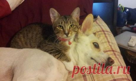 15 котов, которые знают, кто в доме хозяин