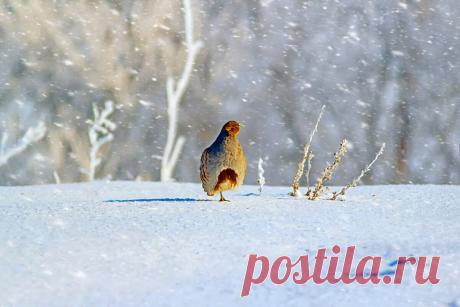 Как выживает куропатка: 6 фактов о зимовке дикой птицы | Приключения натуралиста | Яндекс Дзен