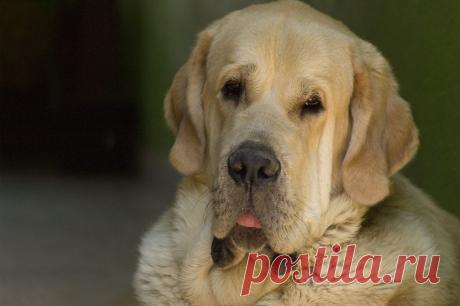File:Duke-Spanish Mastiff.jpg - Wikimedia Commons